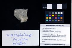 Foto (Objekt + Etikett) von Paguroidea indet.  (NHMW-GEO-2017-0089-0056)